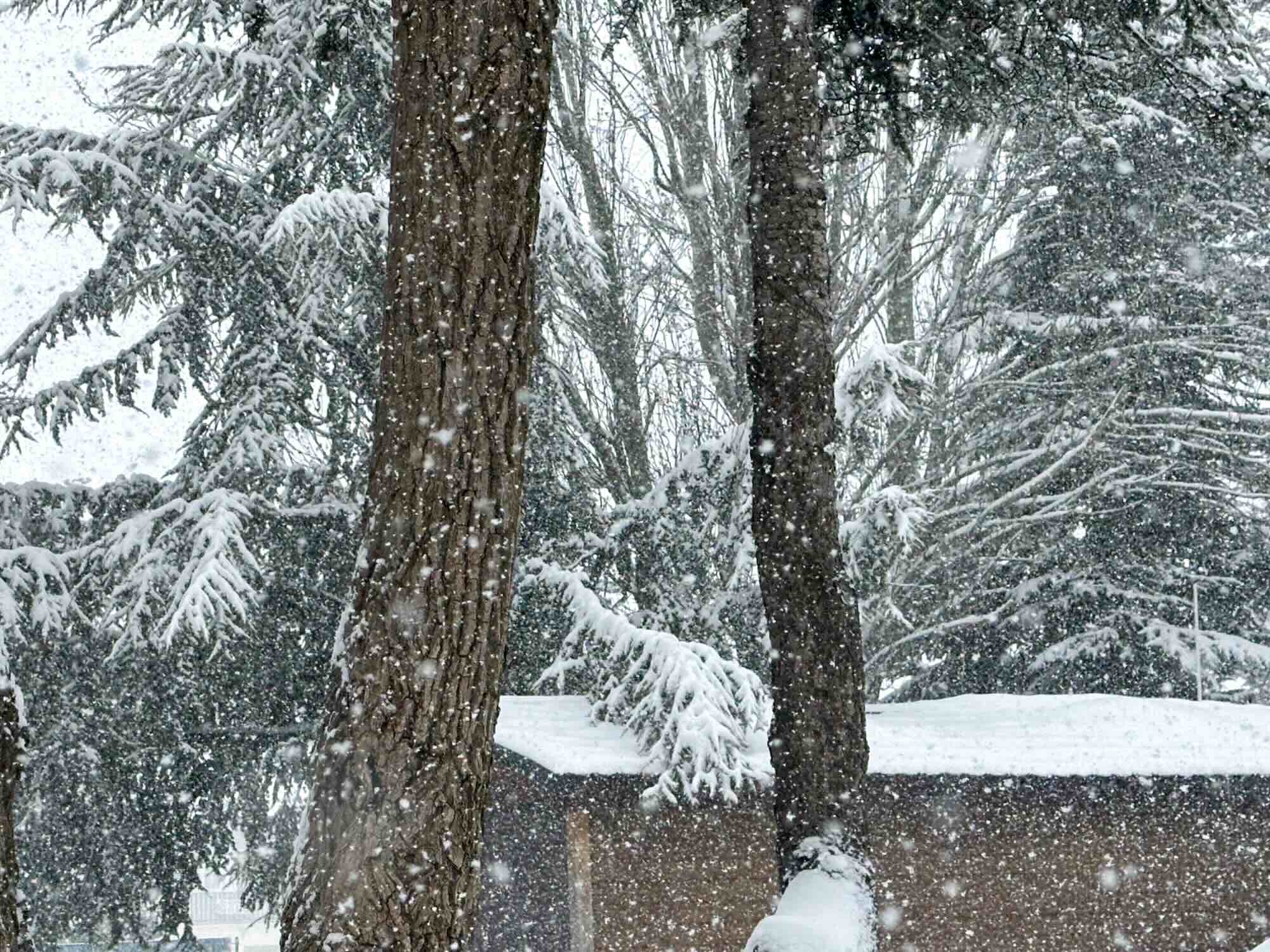 Sneeuwvlokken voor bomen verse sneeuw