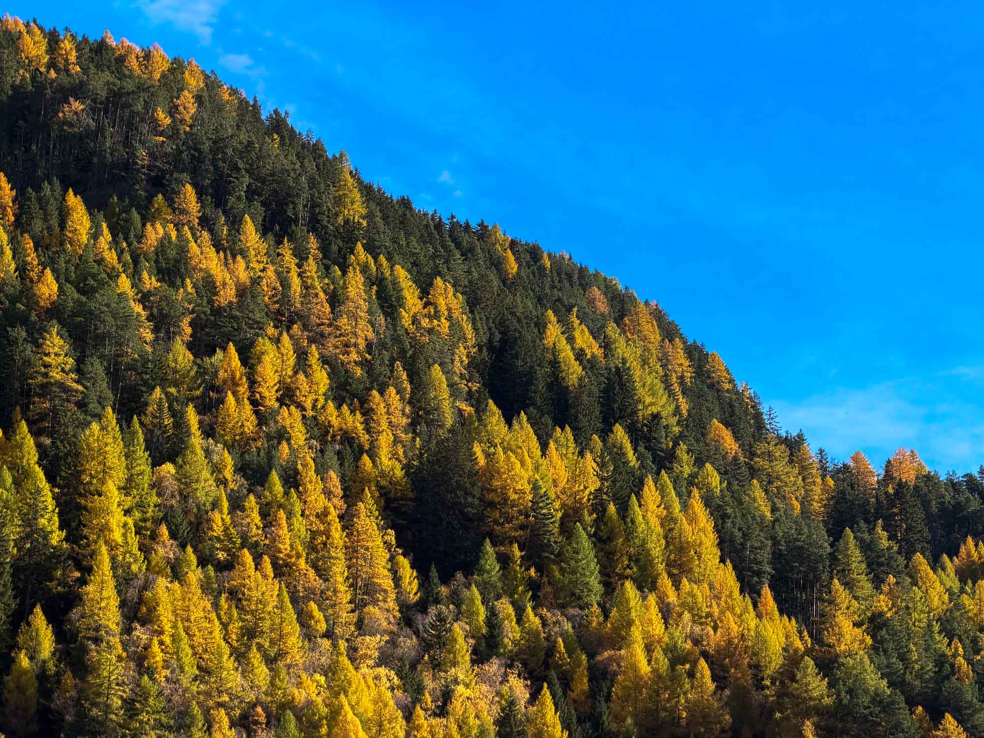 Bomen Herfst