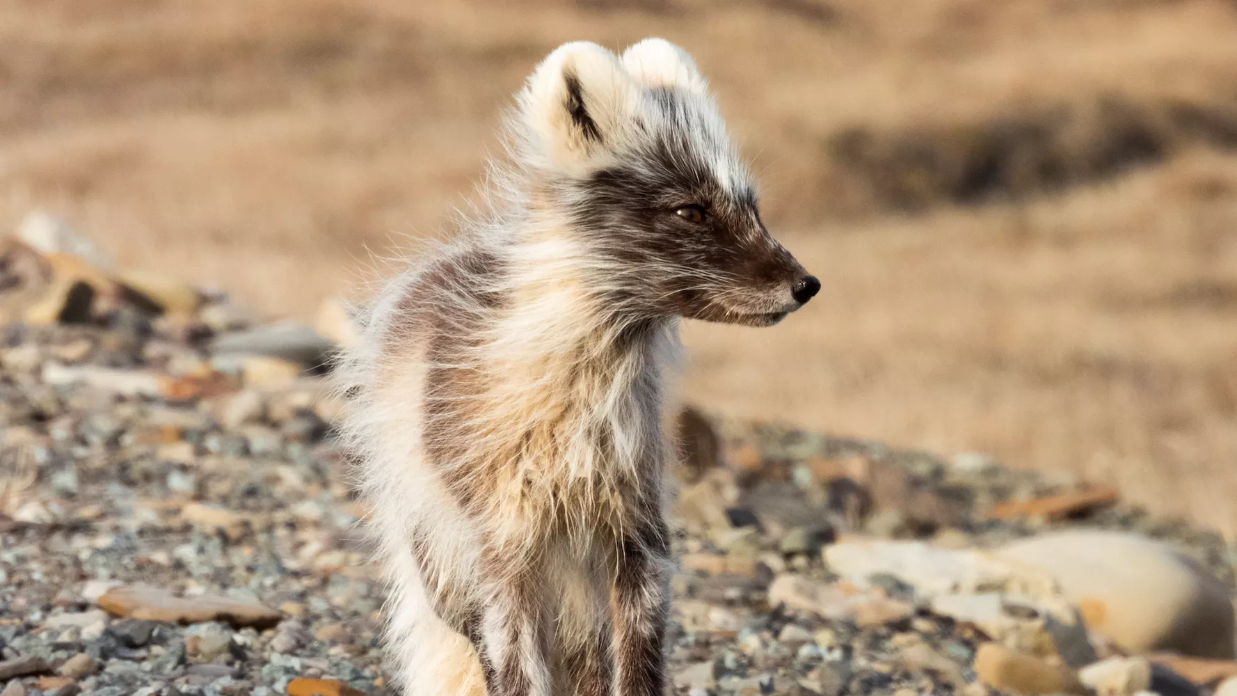 De 10 Indrukwekkendste Dieren Van Noorwegen de-10-indrukwekkendste-dieren-van-noorwegen