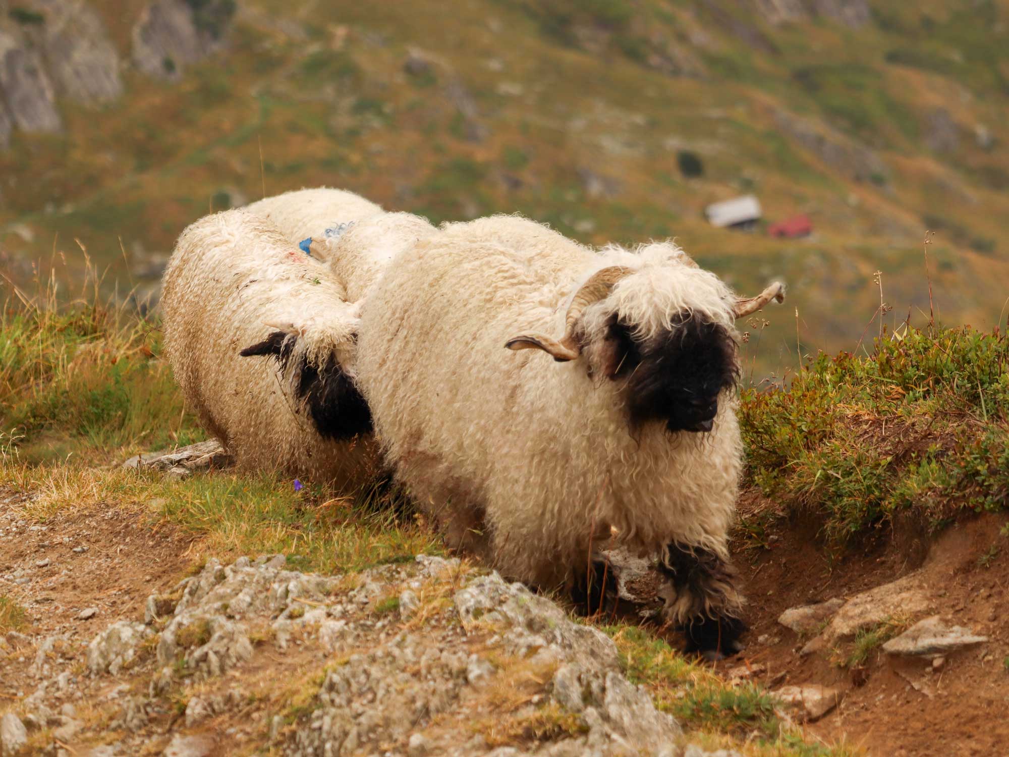 Schaap