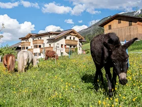 Geweldige boerderijen voor de leukste vakantie in Tirol Geweldige boerderijen voor de leukste vakantie in Tirol