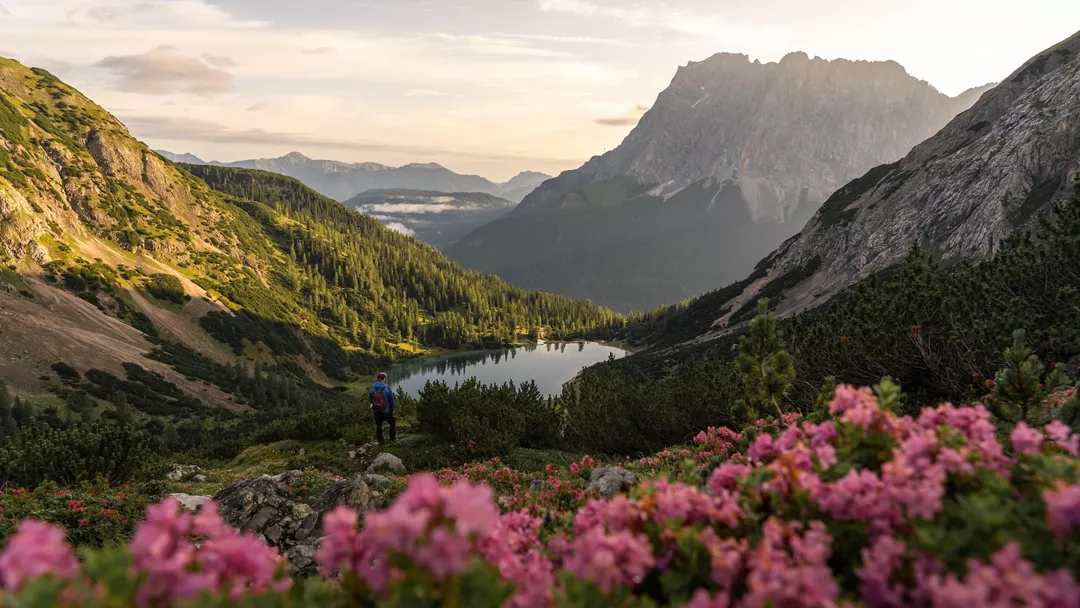 Landschap Zugspitzarena met Alpenrose Landschap Zugspitzarena met Alpenrose