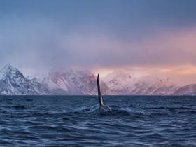 De 10 indrukwekkendste dieren van Noorwegen De 10 indrukwekkendste dieren van Noorwegen