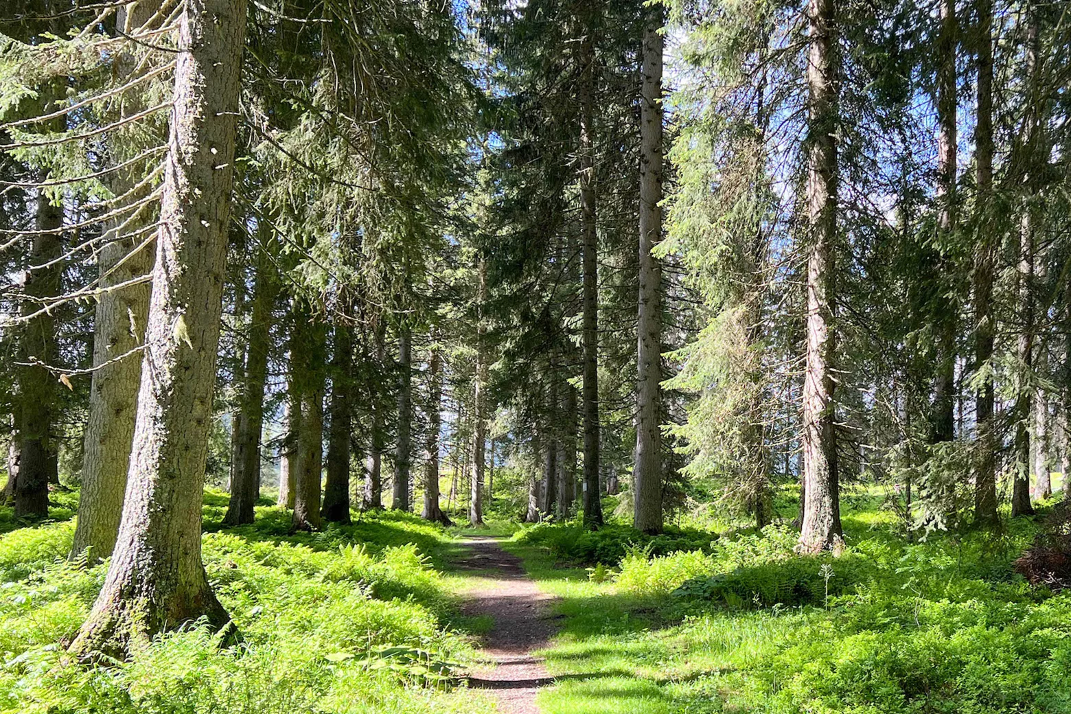 Die 5 schönsten Wanderwege im Bayerischen Wald