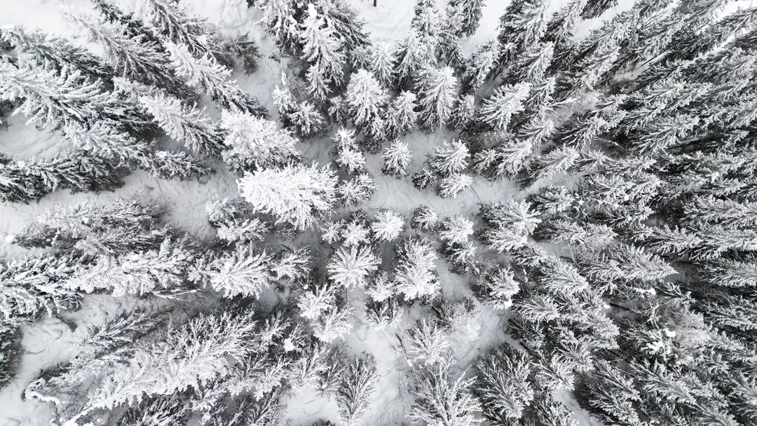 Bomen Zweden Bomen Zweden