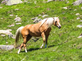 Nederlandse (37) bij bergwandeling gewond geraakt door paard Nederlandse (37) bij bergwandeling gewond geraakt door paard