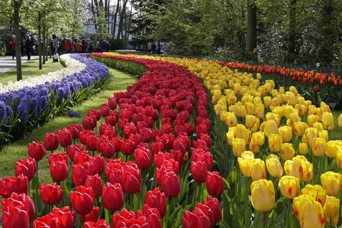 Keukenhof: Een Bezoek Aan Het Mooiste Bloemenpark Ter...