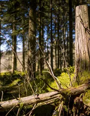 Wandelen Zwarte Woud: de Schwarzwaldsteig Wandelen Zwarte Woud: de Schwarzwaldsteig