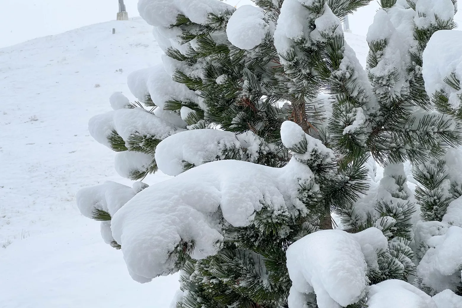 Alpine Weather Alpine weather: weather maps show fresh snow