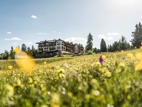 Steger-Dellai Steger-Dellai