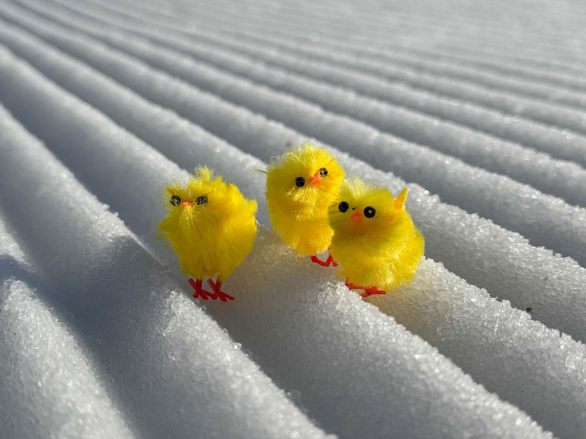 Pasen Kuikentjes Op De Piste