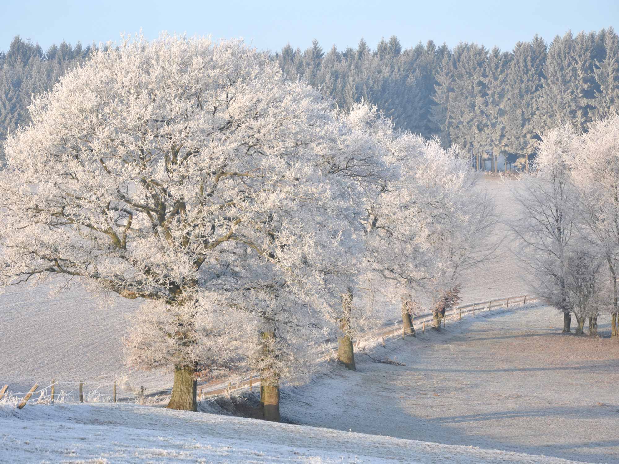 Schnee in den Ardennen