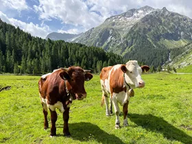 Koebellen zorgen voor controverse in Zwitserse bergen Koebellen zorgen voor controverse in Zwitserse bergen