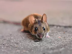 Muis knaagt kabel door en legt lift stil  Muis knaagt kabel door en legt lift stil