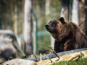 Beer gespot in het Ötztal: hoe groot is de kans dat je hem tegenkomt? Beer gespot in het Ötztal: hoe groot is de kans dat je hem tegenkomt?