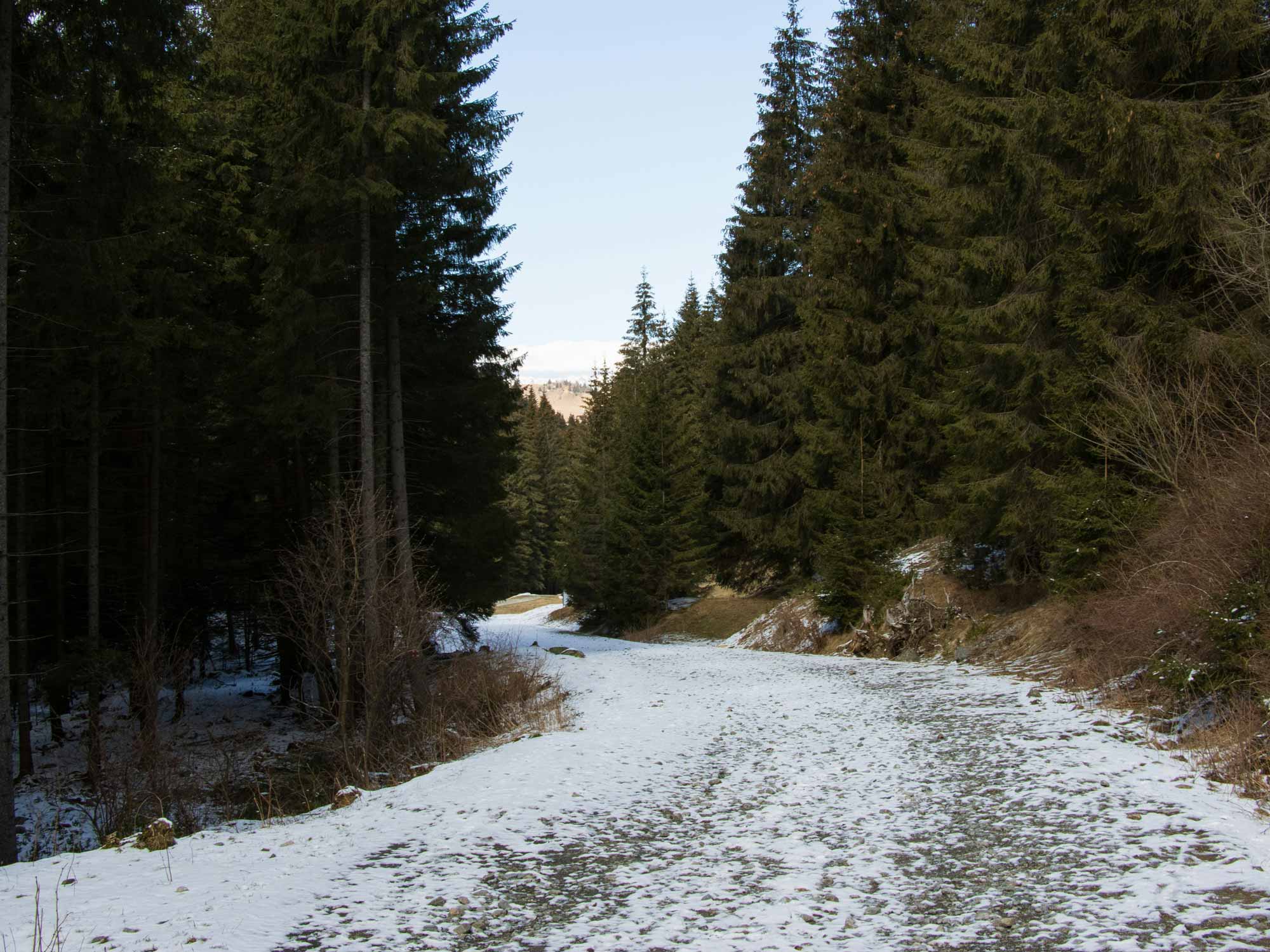 Bosweg Sneeuw