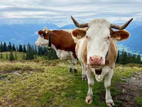 Nederlandse (27) gewond na aanval van koe in Sölden  Nederlandse (27) gewond na aanval van koe in Sölden