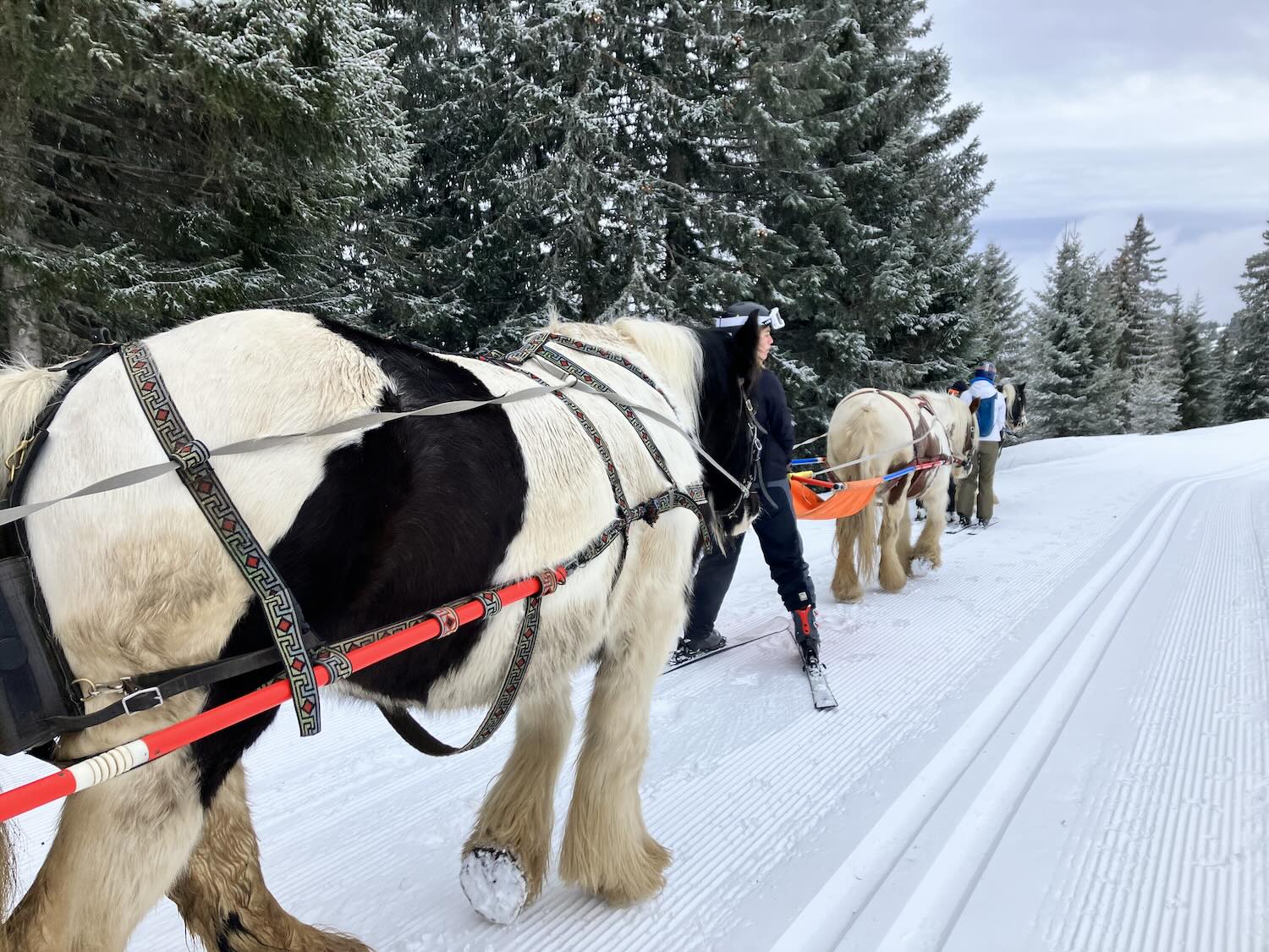 Skijoring Pferde Skifahren