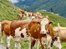 Meerdere gewonden na incidenten met koeien in Oostenrijk Meerdere gewonden na incidenten met koeien in Oostenrijk