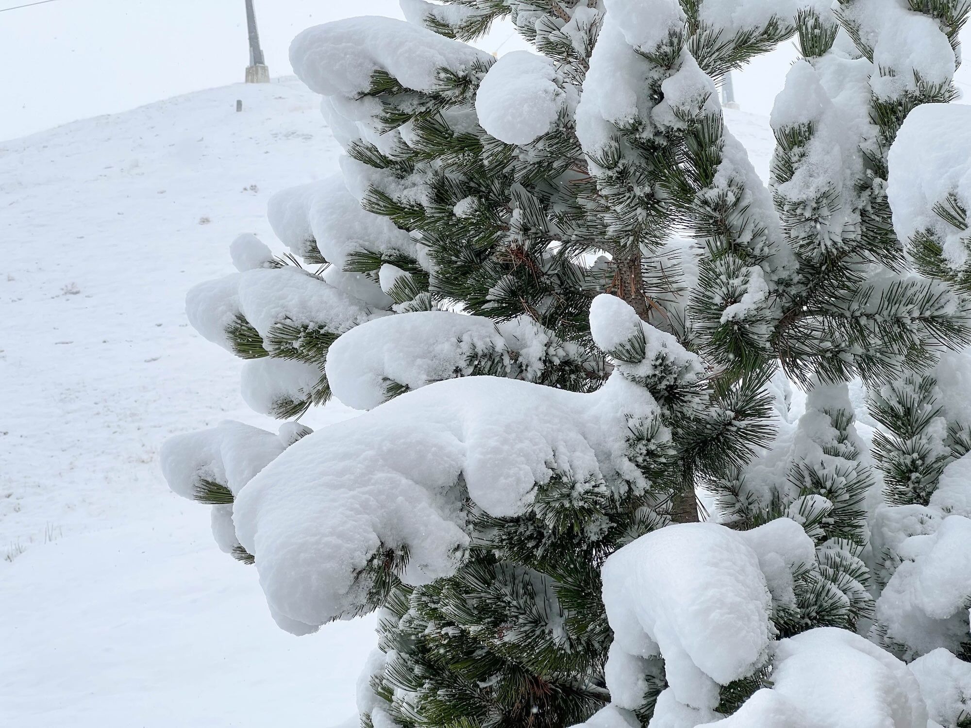 Sneeuw Boom