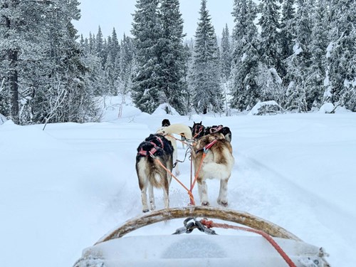 Hondensledetocht in Zweden