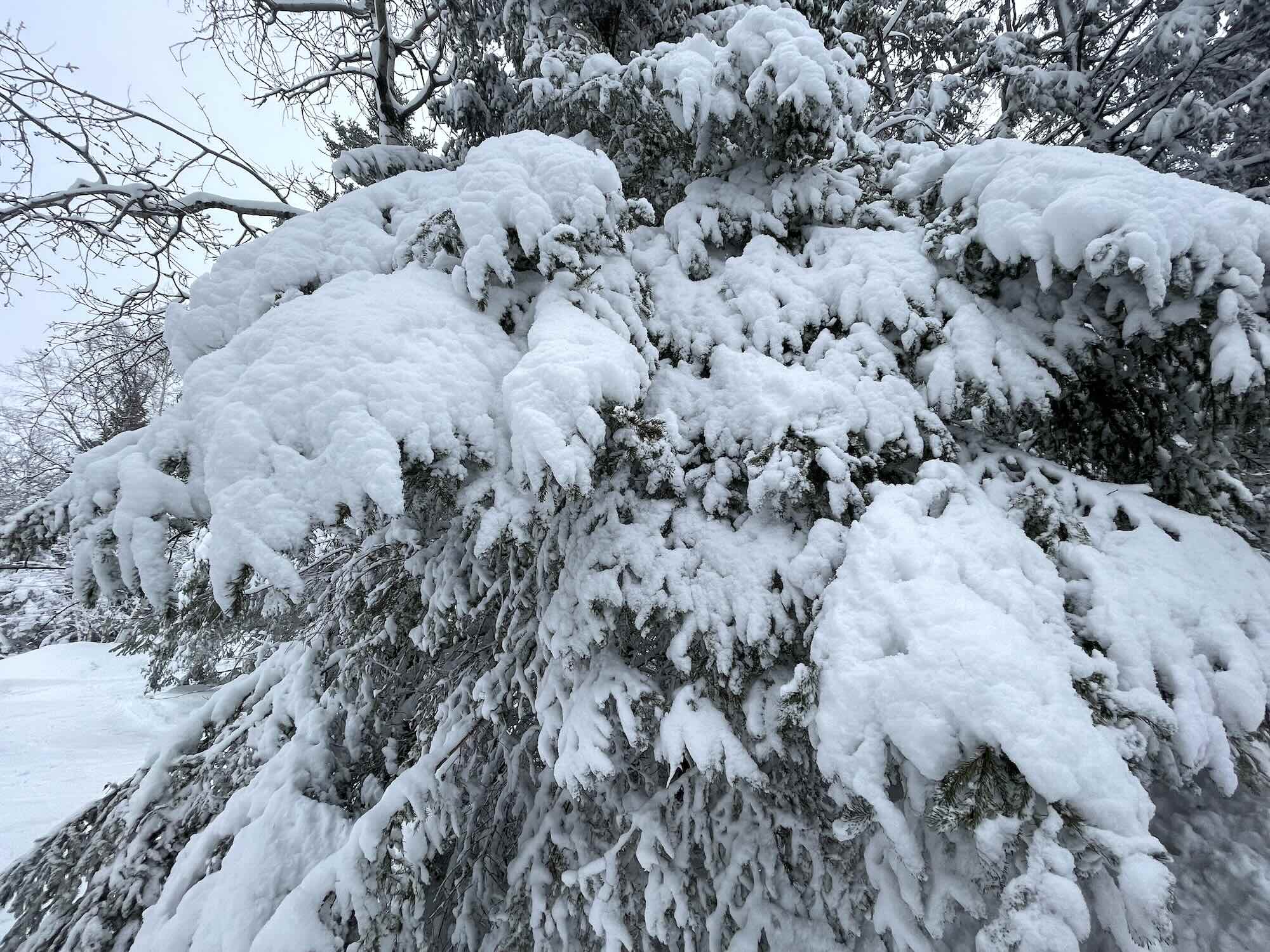 Sneeuw Op Boom