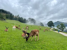 Wildpark Aurach Wildpark Aurach