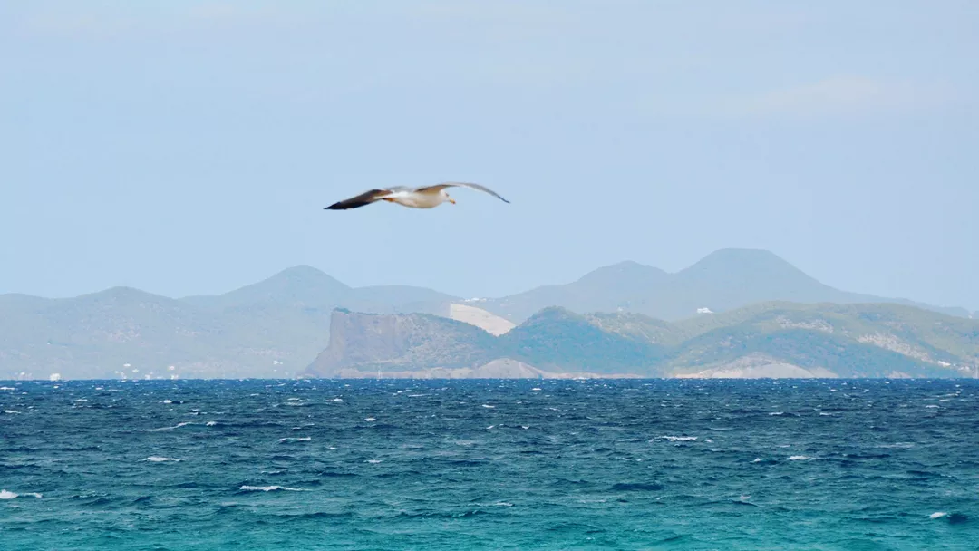 Seagull Formentera Ibiza