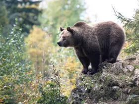 Beer neemt kijkje bij stembureau in Trentino Beer neemt kijkje bij stembureau in Trentino