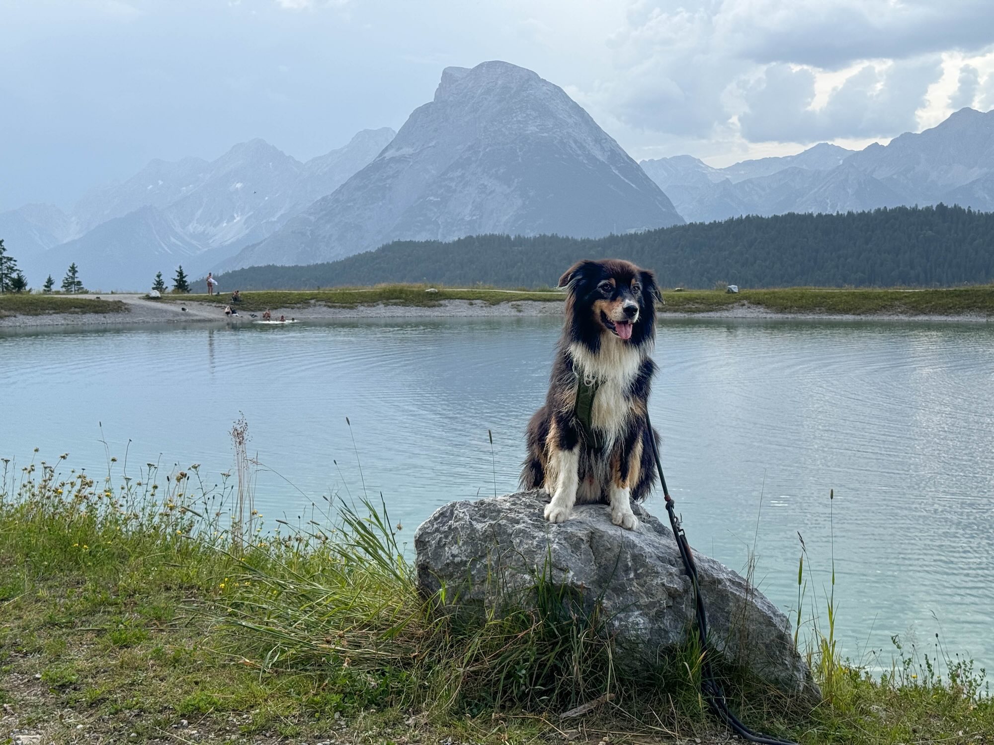 Hond Mee Op Vakantie