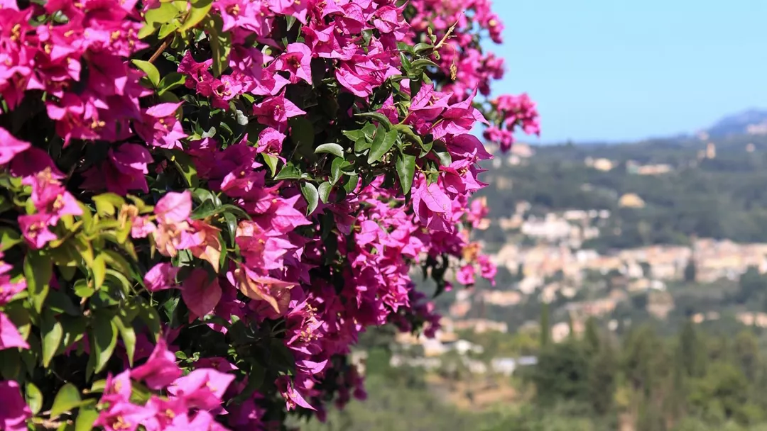 Corfu Bloemen En Dorp Corfu Bloemen En Dorp