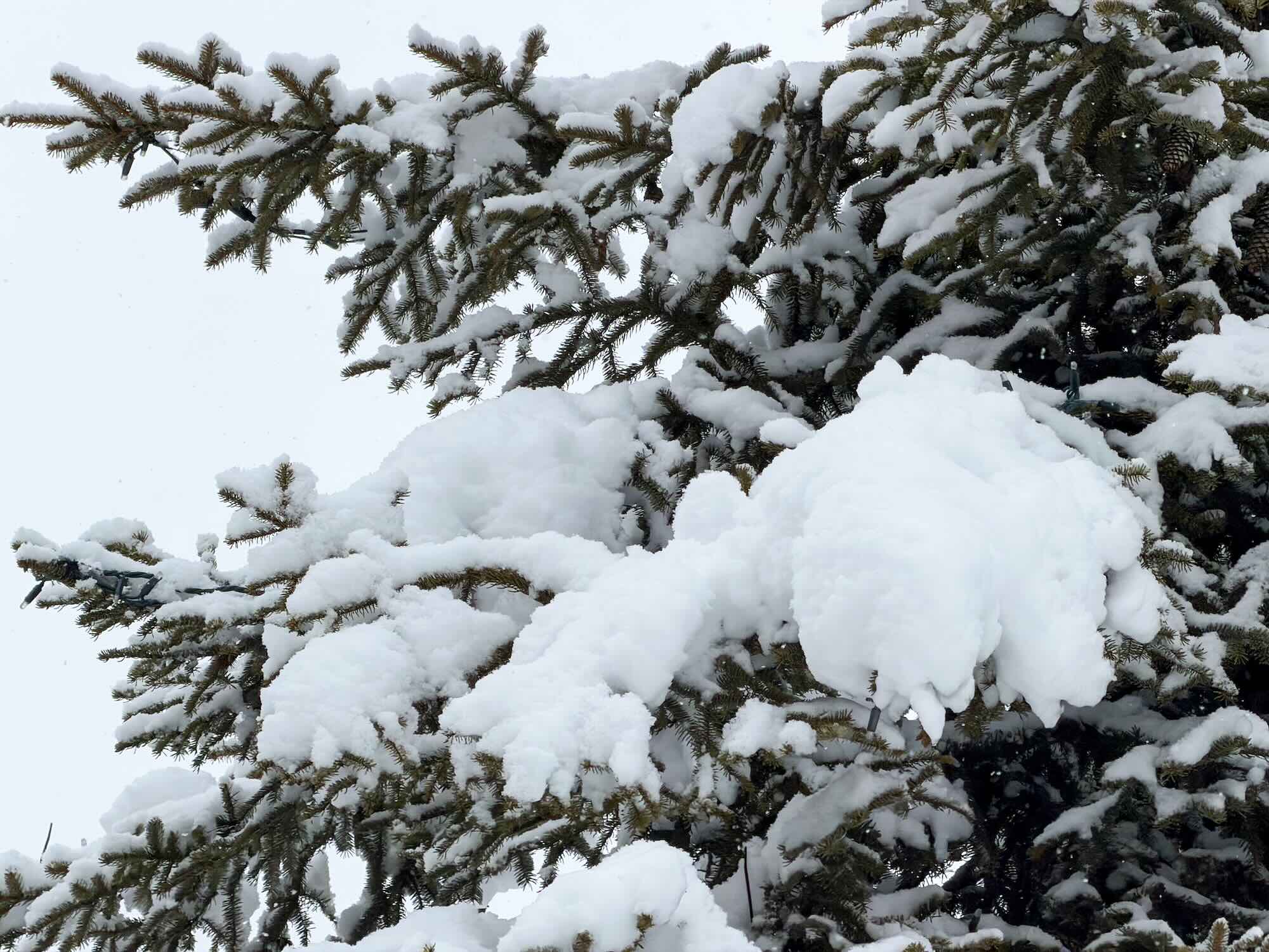 Sneeuw Op Boom (1)