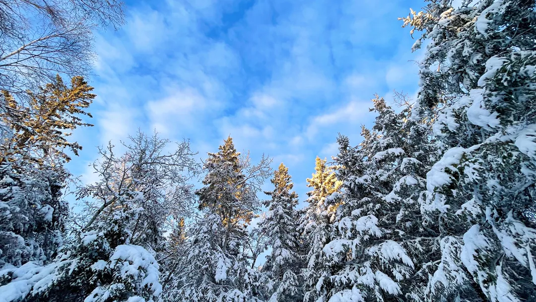 Bomen Sneeuw Blauwe Lucht