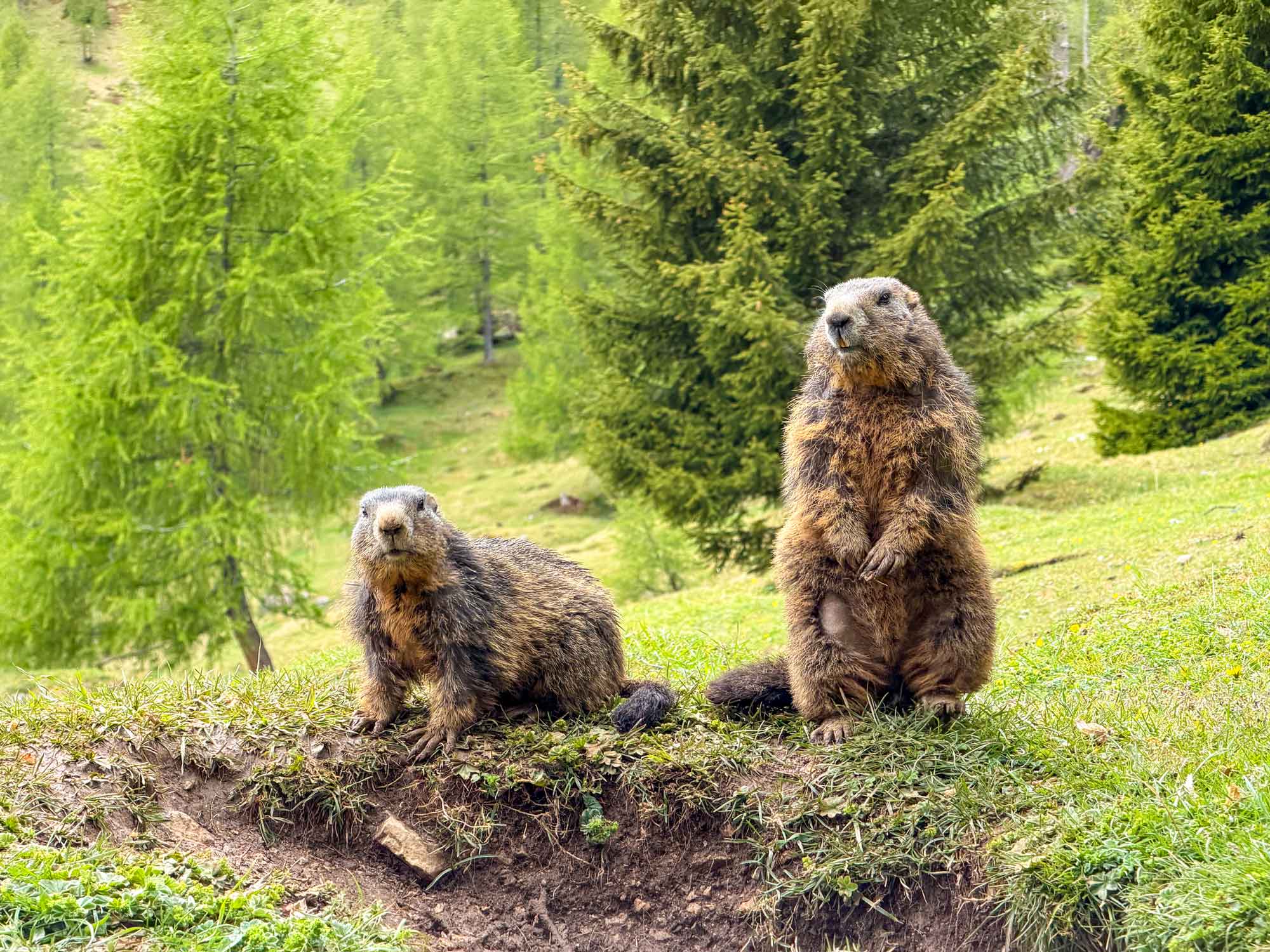 Marmotten