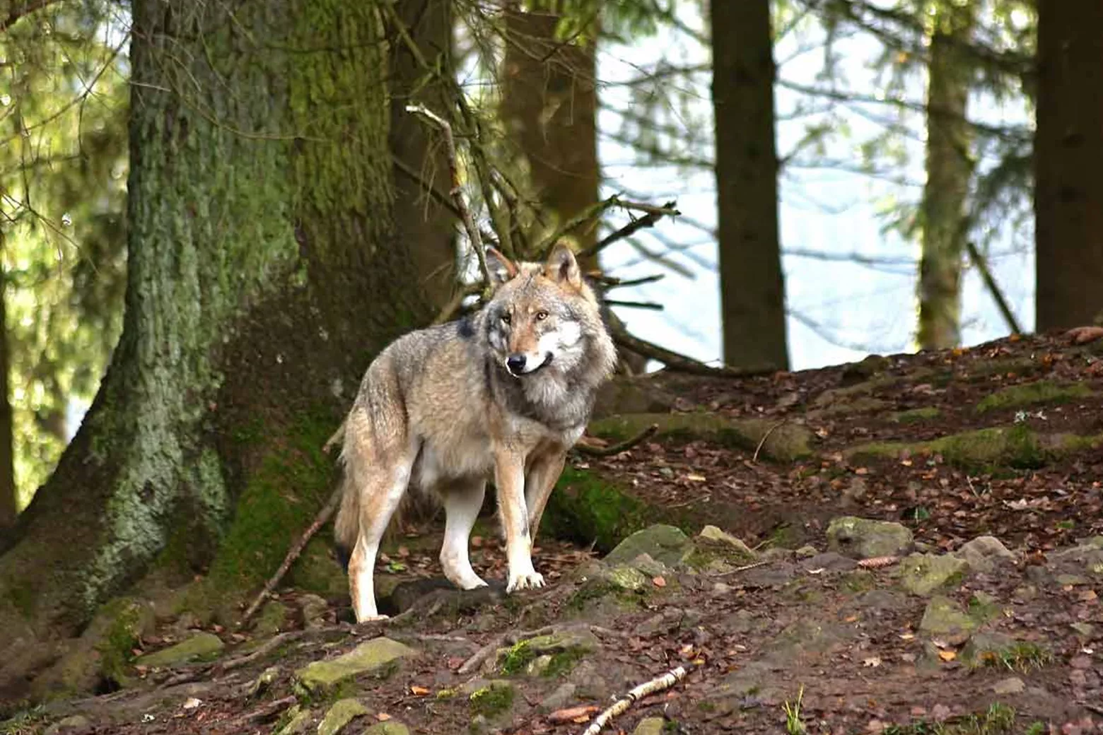 Dit moet je doen als je een wolf tegenkomt