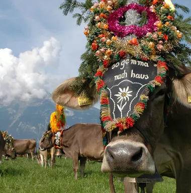 5 redenen om in de herfst naar het Zillertal te gaan 5 redenen om in de herfst naar het Zillertal te gaan
