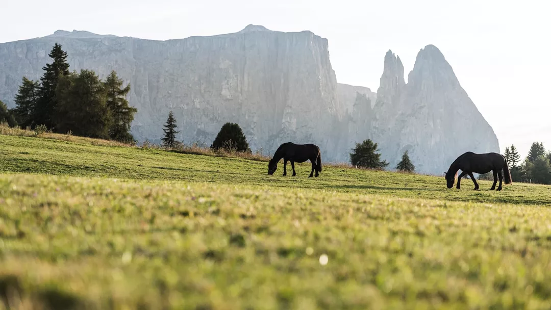 Tiers Am Rosengarten 2 Tiers Am Rosengarten 2